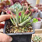 Haworthia Attenuata (Cebra/Cebrita) - Miniatura 1