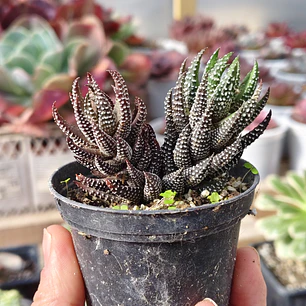 Haworthia Reinwardtii