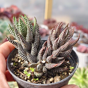 Haworthia Reinwardtii