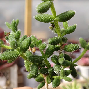 Delosperma Echinatum