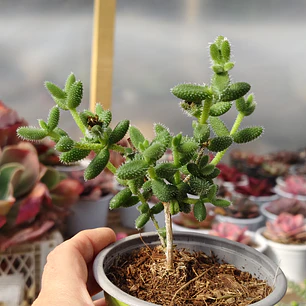 Delosperma Echinatum