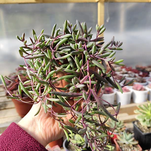 Othonna Capensis