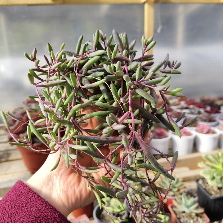 Othonna Capensis 2