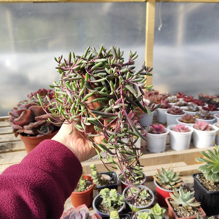 Othonna Capensis 3