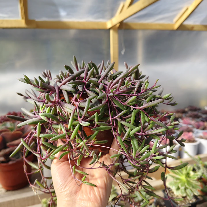 Othonna Capensis 4