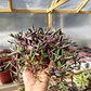 Othonna Capensis - Miniatura 4