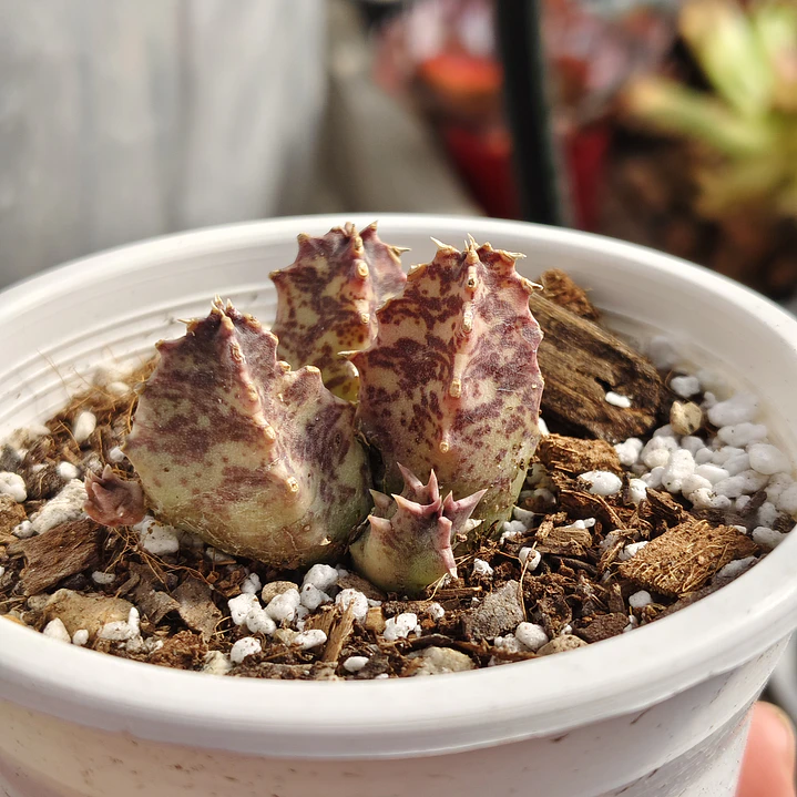 Huernia KMP 107 4