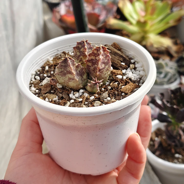 Huernia KMP 107 1