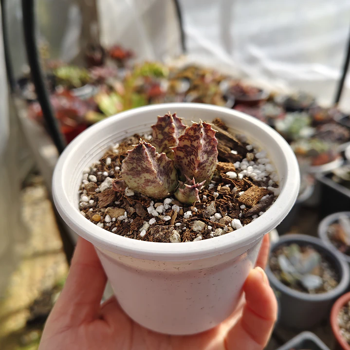 Huernia KMP 107 3
