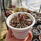 Huernia KMP 107 - Miniatura 3