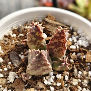 Huernia KMP 107