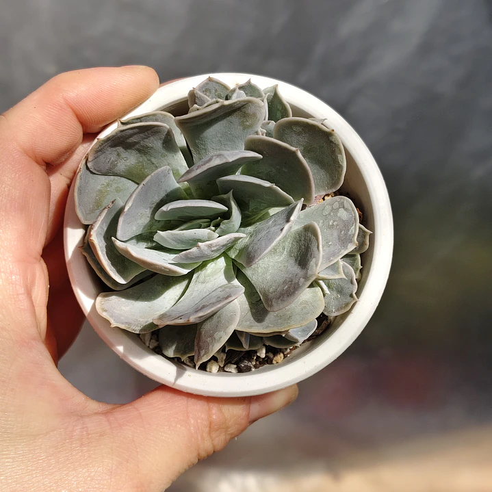 Echeveria Dusty Violet 4