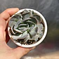 Echeveria Dusty Violet - Miniatura 4