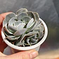 Echeveria Dusty Violet - Miniatura 1