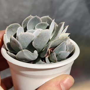 Echeveria Dusty Violet