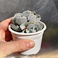 Echeveria Dusty Violet - Miniatura 3