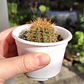 Cactus NN - Miniatura 5