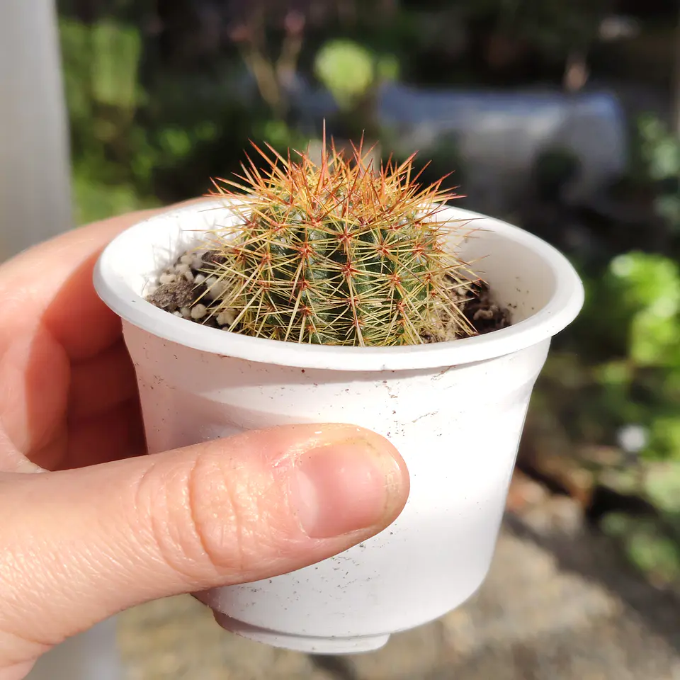 Cactus NN 5