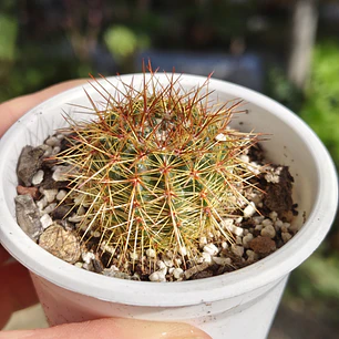 Cactus NN