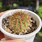 Cactus NN - Miniatura 2