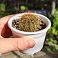 Cactus NN - Miniatura 4