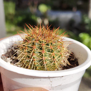 Cactus NN
