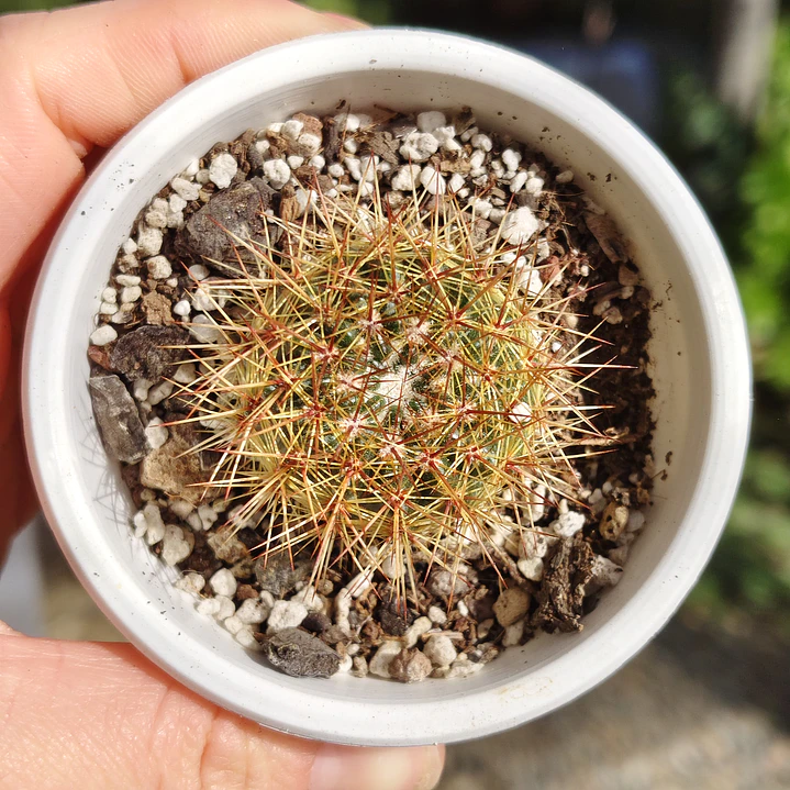 Cactus NN 3