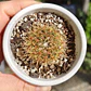Cactus NN - Miniatura 3