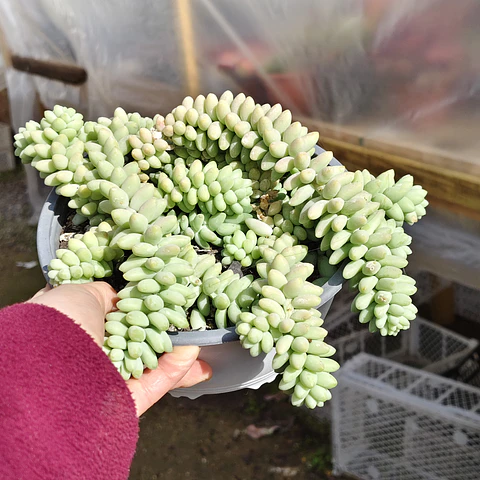Sedum Burrito (PLANTA MADRE)