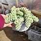 Sedum Burrito (PLANTA MADRE) - Miniatura 3