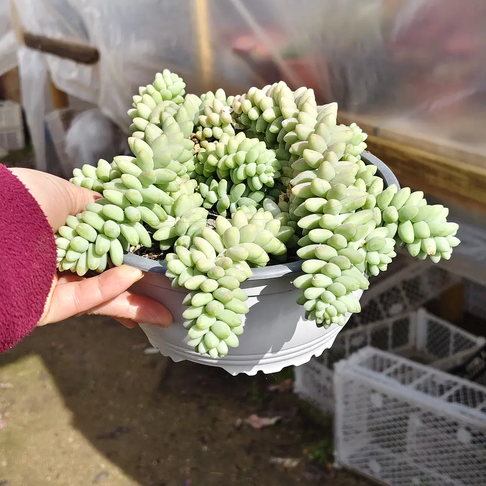 Sedum Burrito (PLANTA MADRE) 3
