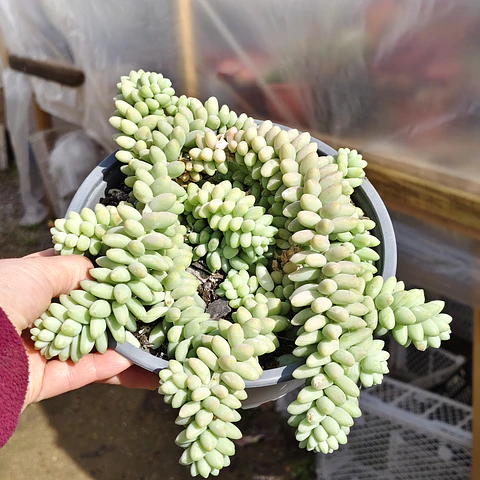 Sedum Burrito (PLANTA MADRE)