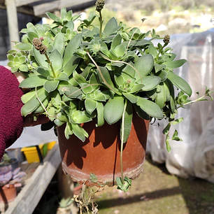Crassula orbicularis (Planta madre)