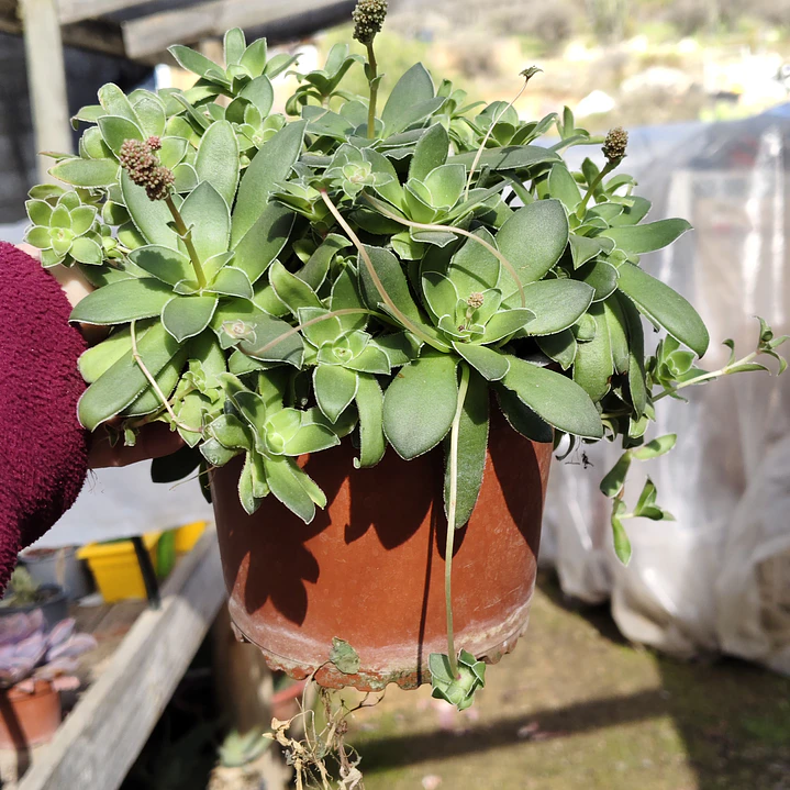 Crassula orbicularis (Planta madre) 2