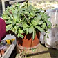 Crassula orbicularis (Planta madre) - Miniatura 2