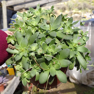 Crassula orbicularis (Planta madre)
