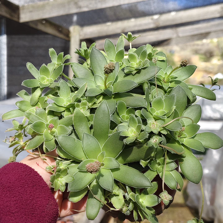 Crassula orbicularis (Planta madre) 4