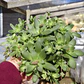 Crassula orbicularis (Planta madre) - Miniatura 4