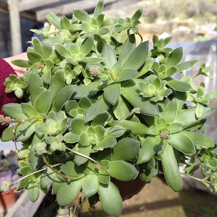Crassula orbicularis (Planta madre) 3