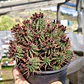 Euphorbia Mammilaris - Miniatura 1