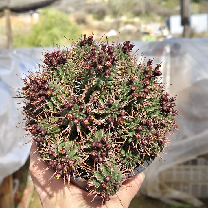Euphorbia Mammilaris 2