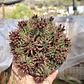 Euphorbia Mammilaris - Miniatura 2