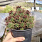 Euphorbia Mammilaris - Miniatura 3