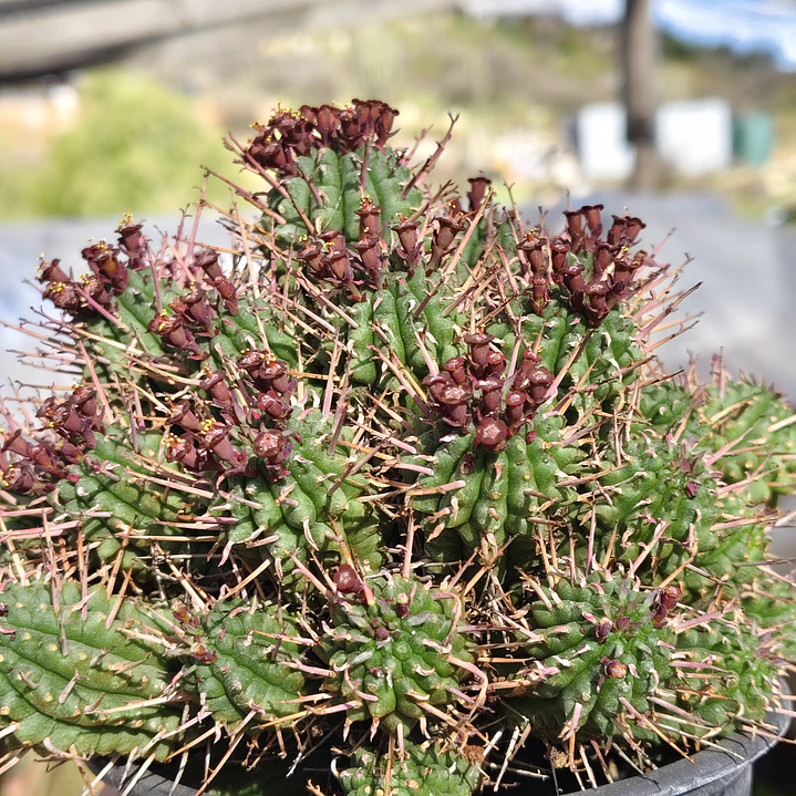 Euphorbia Mammilaris 4