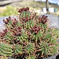 Euphorbia Mammilaris - Miniatura 4