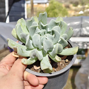 Echeveria Runyonii 