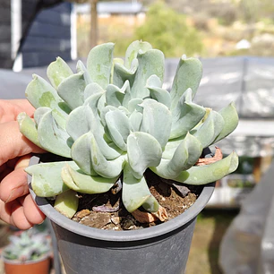 Echeveria Runyonii 