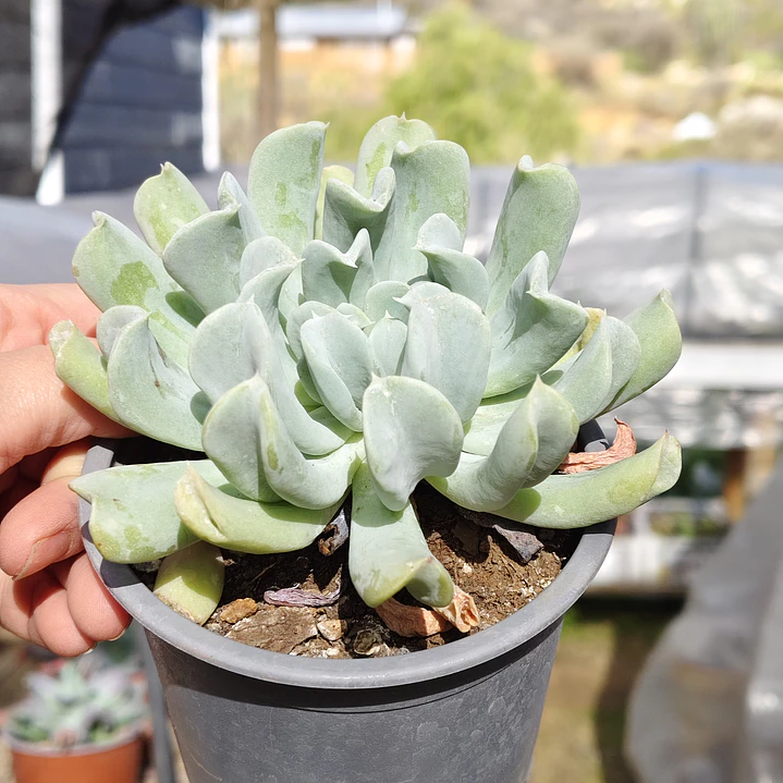 Echeveria Runyonii 