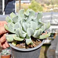 Echeveria Runyonii 