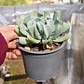 Echeveria Runyonii 
